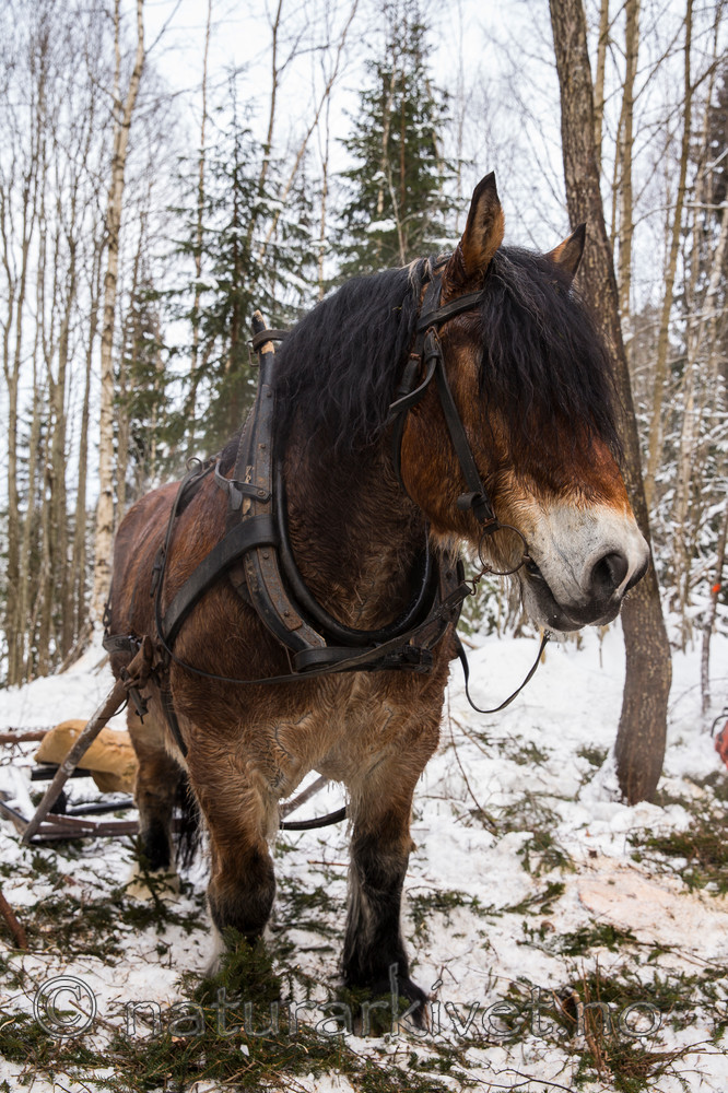 KA_130208_1062 / Equus caballus / Hest