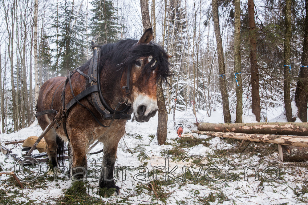 KA_130208_1063 / Equus caballus / Hest