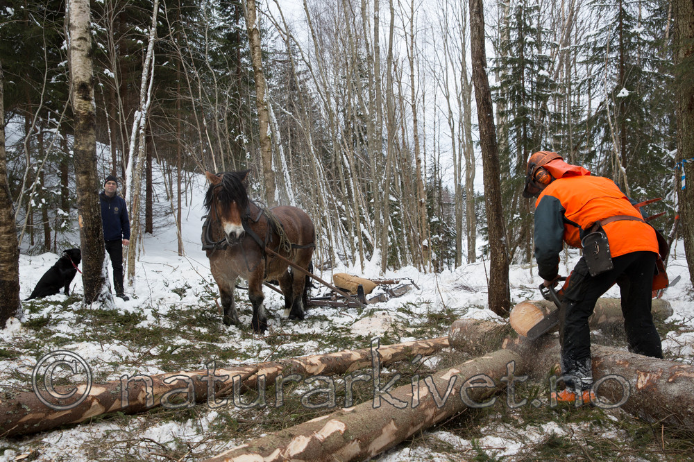 KA_130208_1068 / Equus caballus / Hest