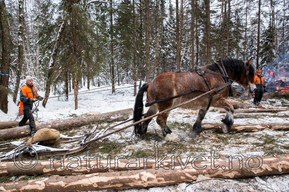 KA_130208_1075 / Equus caballus / Hest