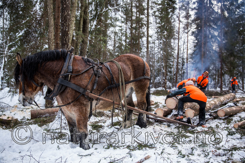 KA_130208_1082 / Equus caballus / Hest