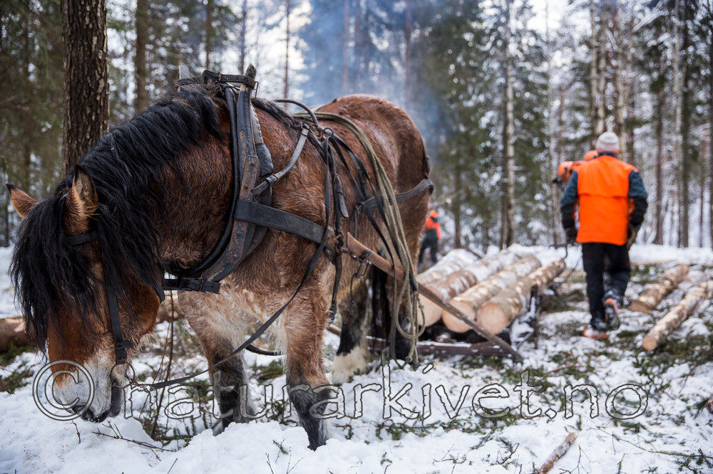 KA_130208_1084 / Equus caballus / Hest