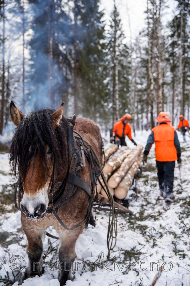 KA_130208_1088 / Equus caballus / Hest