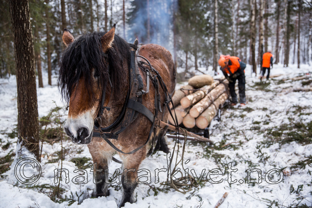 KA_130208_1089 / Equus caballus / Hest