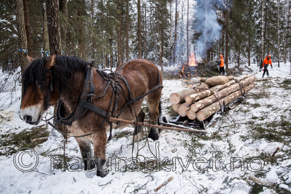 KA_130208_1092 / Equus caballus / Hest