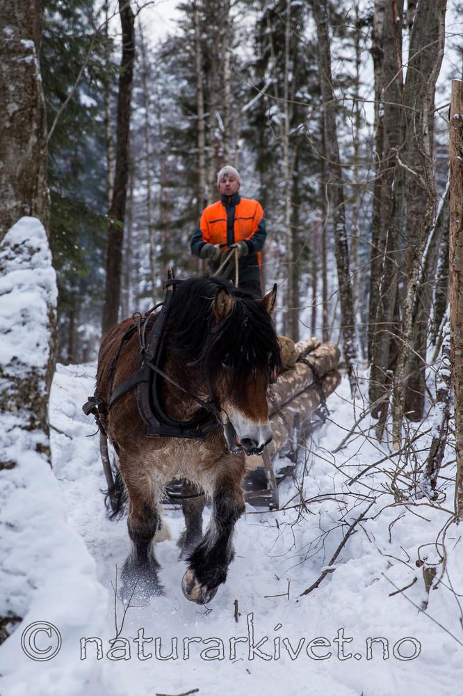 KA_130208_1093 / Equus caballus / Hest
