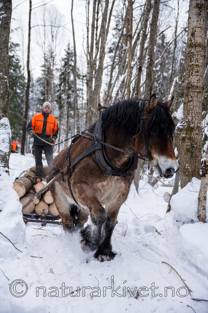 KA_130208_1095 / Equus caballus / Hest