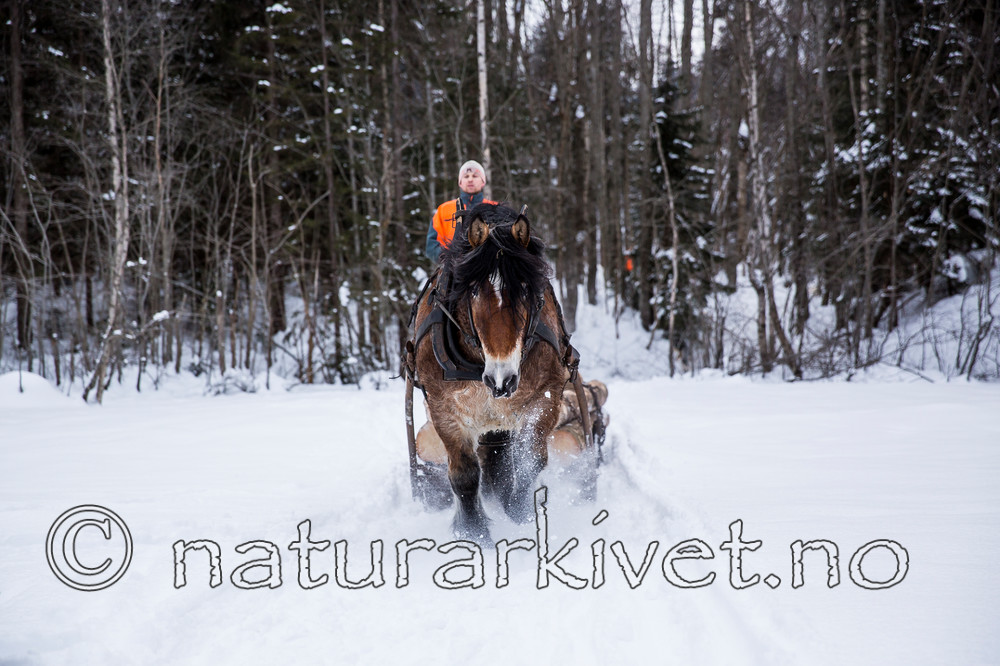 KA_130208_1098 / Equus caballus / Hest