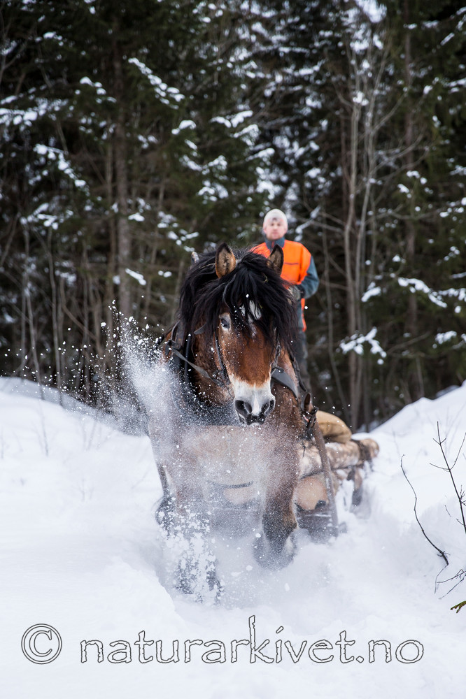 KA_130208_1102 / Equus caballus / Hest