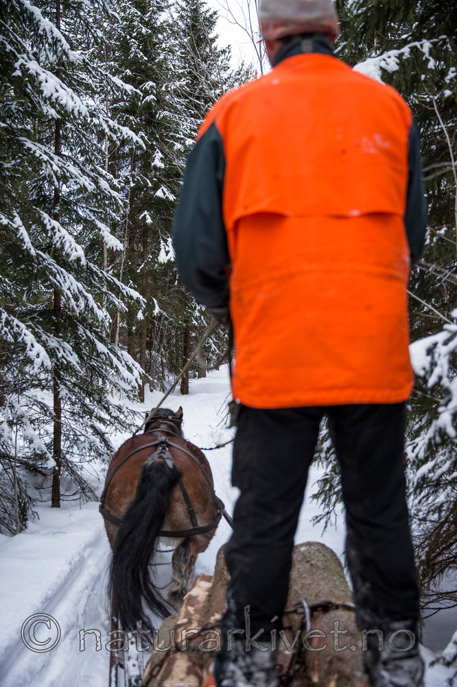 KA_130208_1105 / Equus caballus / Hest