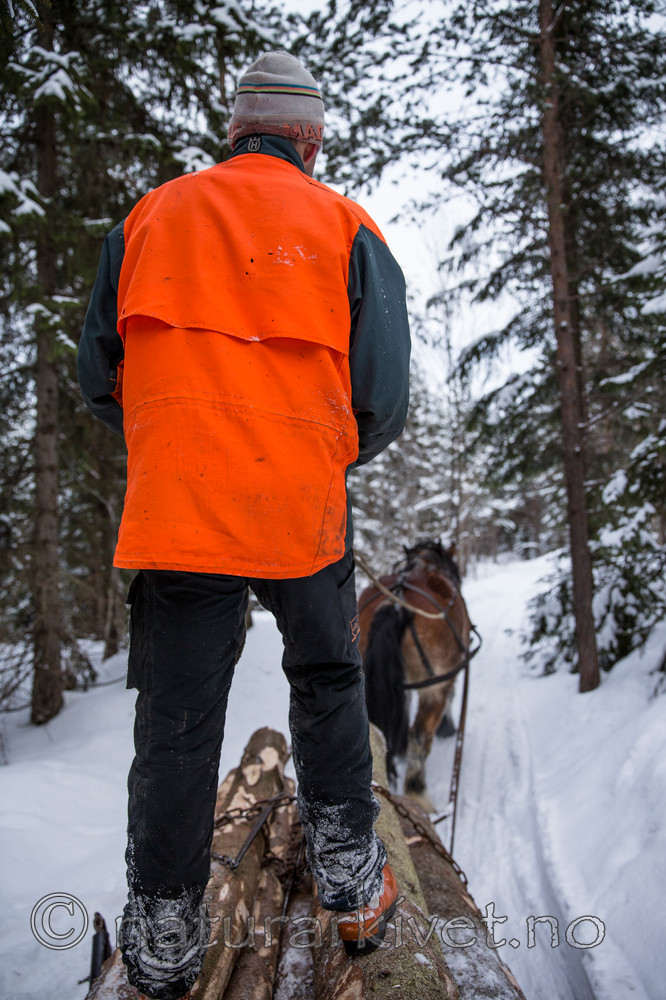 KA_130208_1107 / Equus caballus / Hest