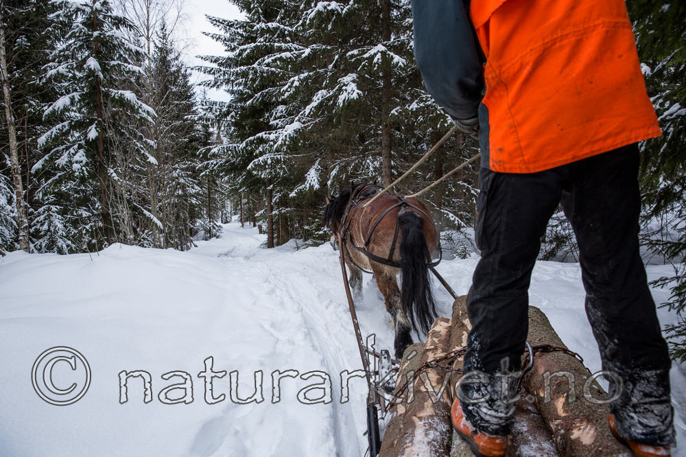 KA_130208_1109 / Equus caballus / Hest