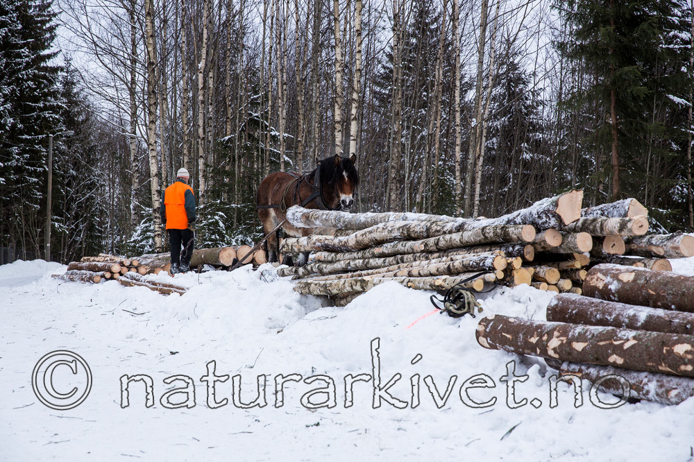 KA_130208_1114 / Equus caballus / Hest
