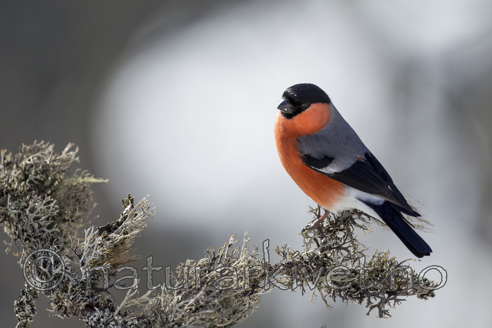 KA_130328_6411 / Pyrrhula pyrrhula / Dompap