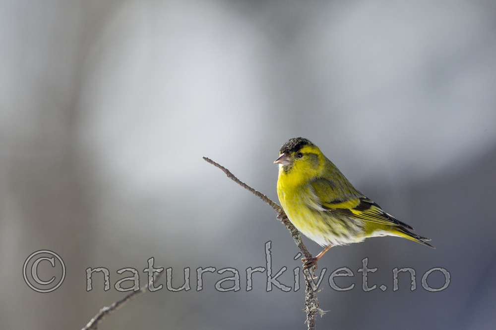 KA_130328_6412 / Carduelis spinus / Grønnsisik