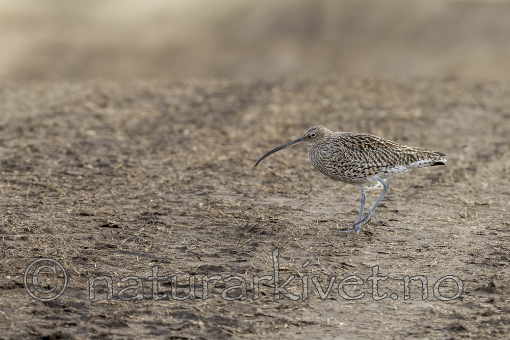 KA_130410_6458 / Numenius arquata / Storspove