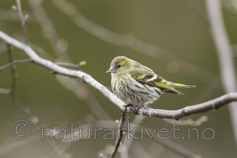 KA_130428_6552 / Carduelis spinus / Grønnsisik