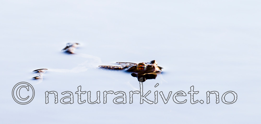 KA_130507_1332 / Bufo bufo / Nordpadde