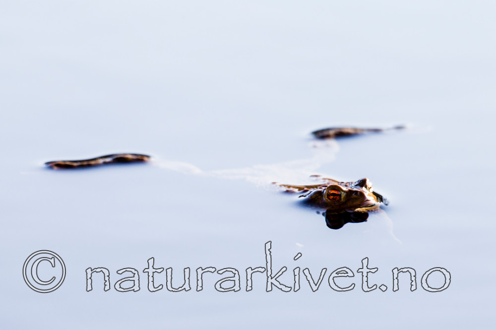 KA_130507_1333 / Bufo bufo / Nordpadde