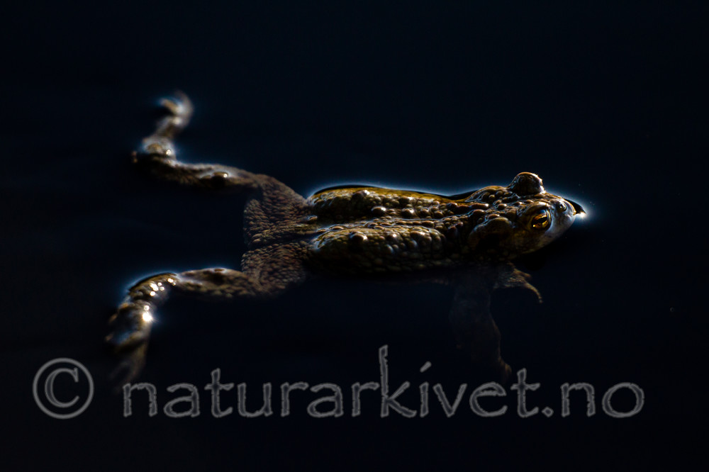KA_130507_1337 / Bufo bufo / Nordpadde