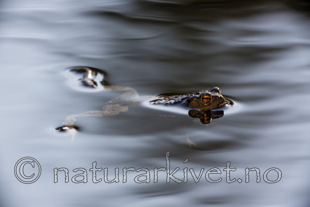 KA_130508_1341 / Bufo bufo / Nordpadde