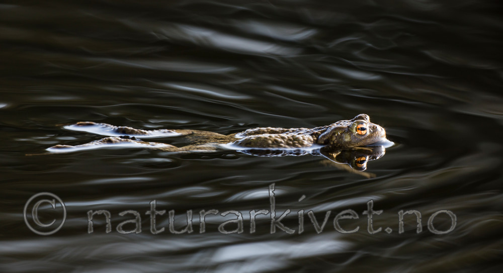 KA_130508_1343 / Bufo bufo / Nordpadde
