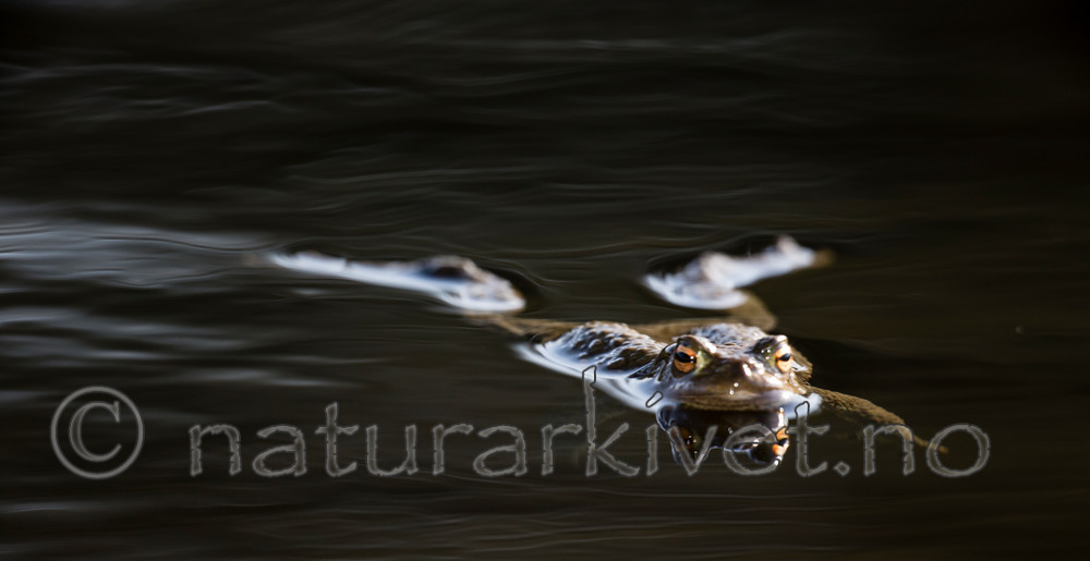 KA_130508_1344 / Bufo bufo / Nordpadde