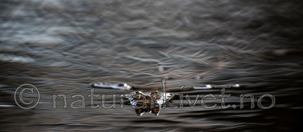 KA_130508_1347 / Bufo bufo / Nordpadde