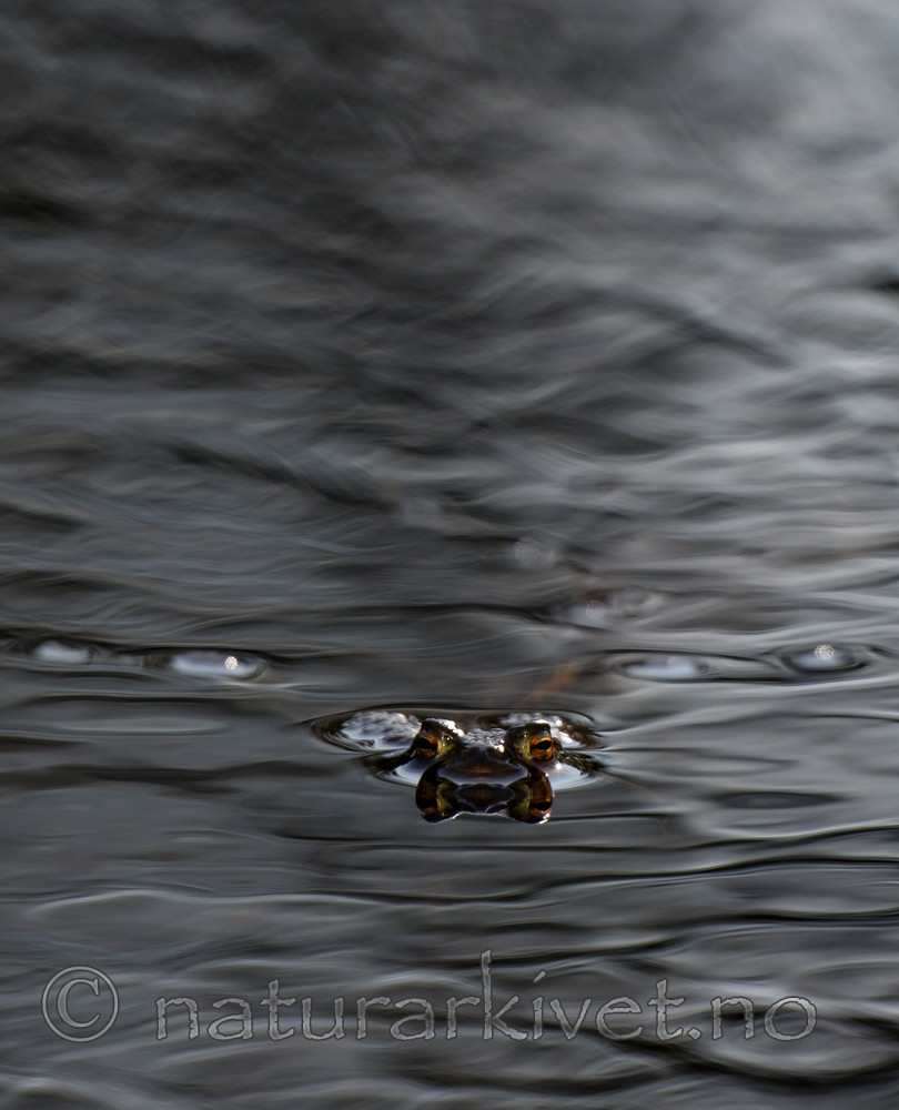KA_130508_1348 / Bufo bufo / Nordpadde