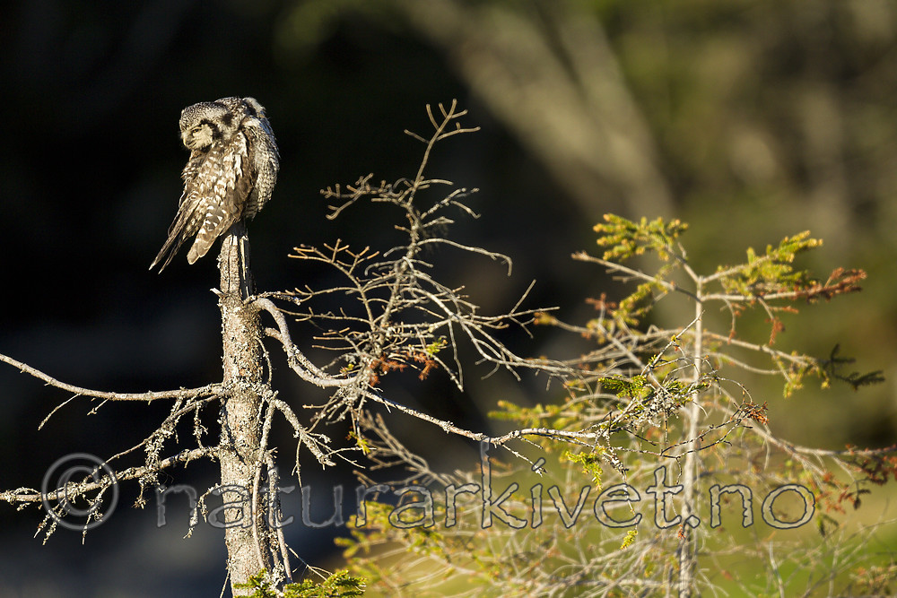 KA_130603_6716 / Surnia ulula / Haukugle