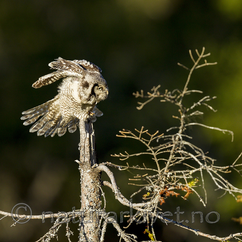 KA_130603_6727 / Surnia ulula / Haukugle