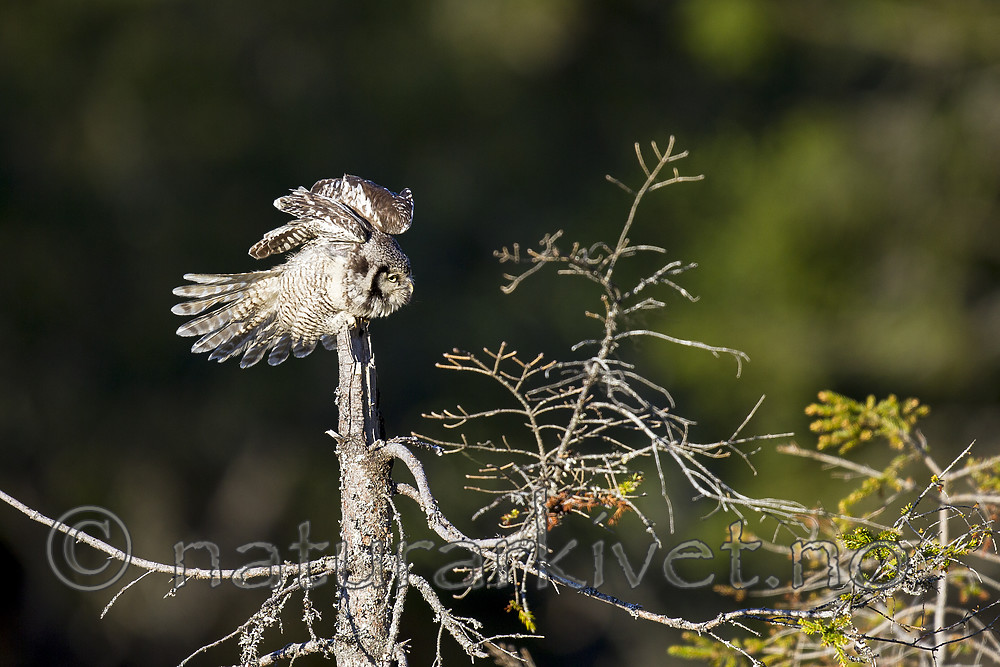 KA_130603_6730 / Surnia ulula / Haukugle