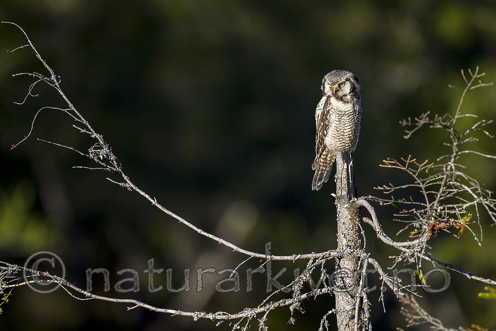 KA_130603_6732 / Surnia ulula / Haukugle