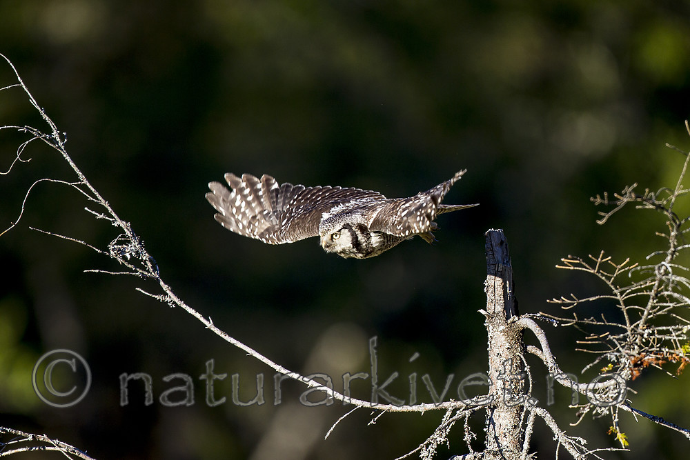 KA_130603_6735 / Surnia ulula / Haukugle