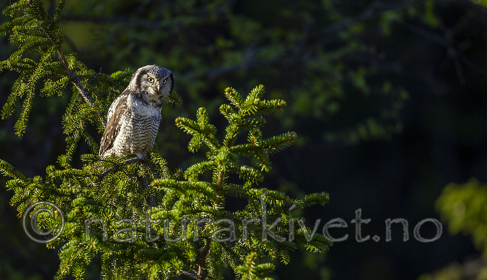 KA_130603_6750 / Surnia ulula / Haukugle