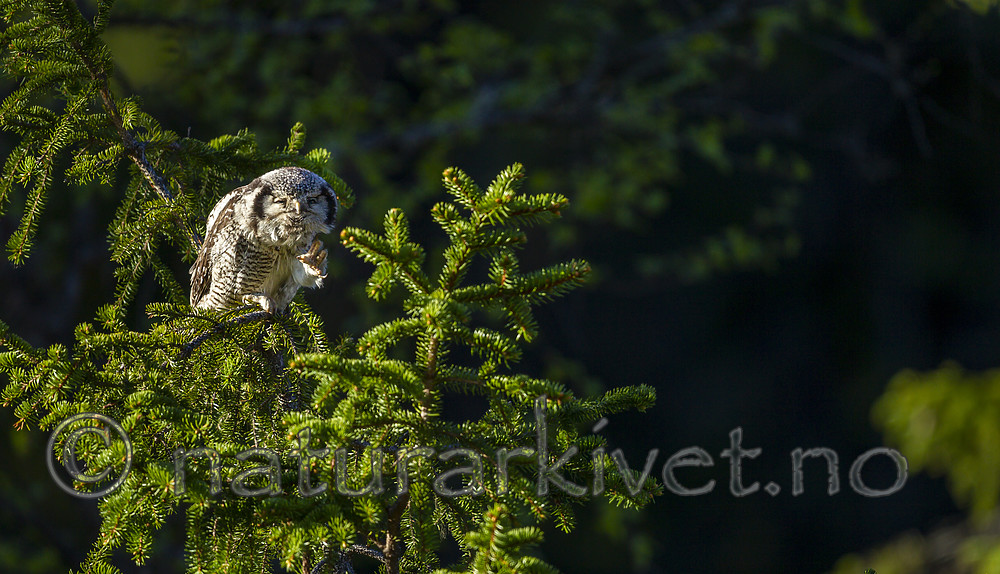 KA_130603_6752 / Surnia ulula / Haukugle