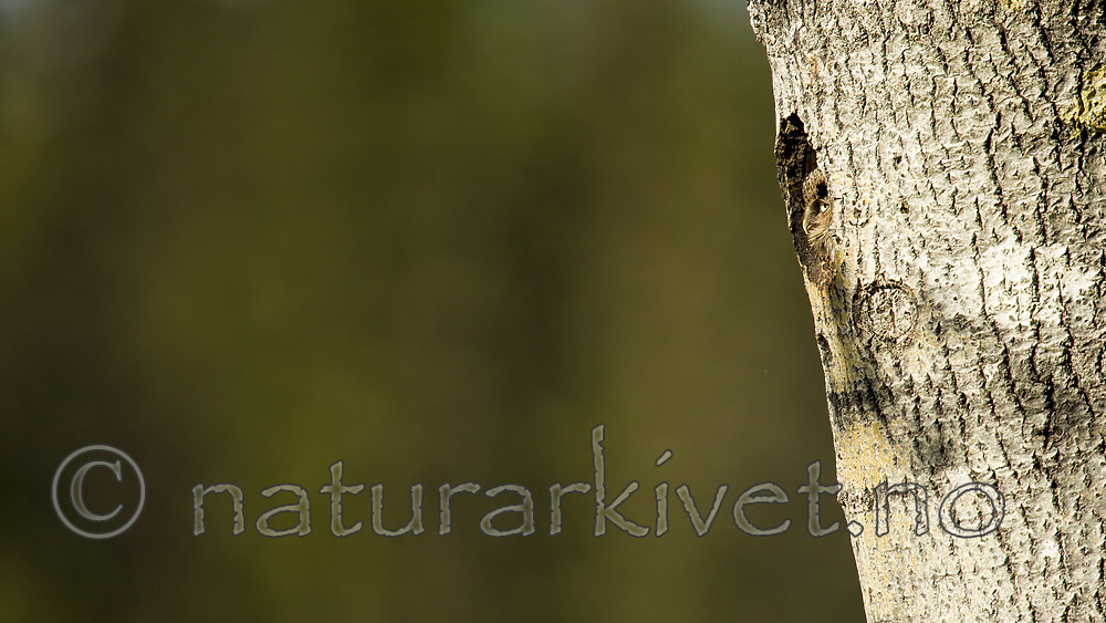 KA_130603_6758 / Surnia ulula / Haukugle