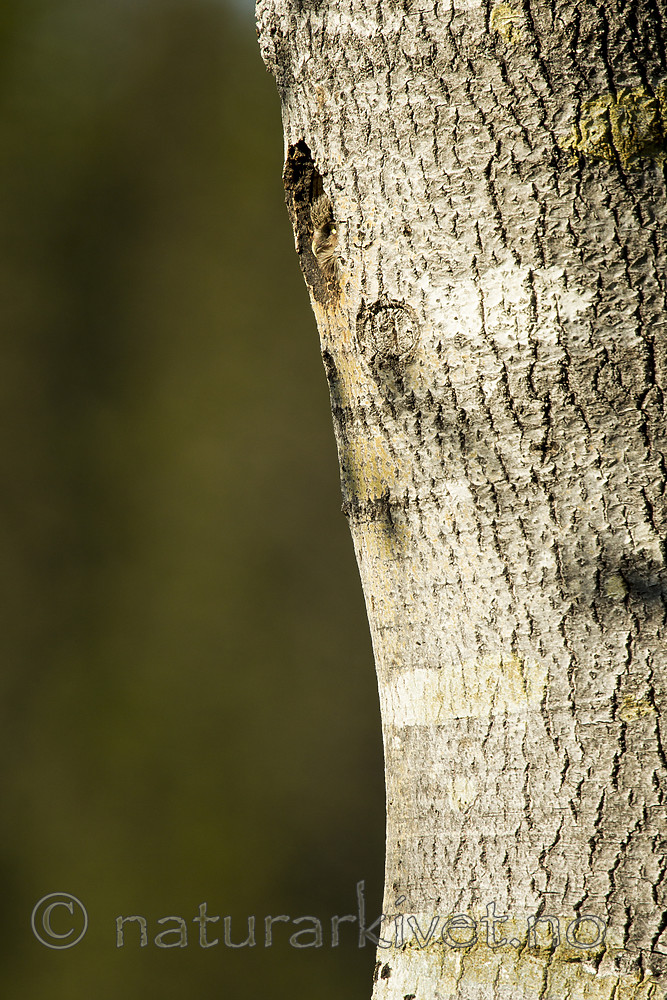 KA_130603_6761 / Surnia ulula / Haukugle