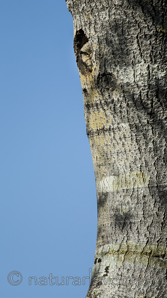 KA_130603_6767 / Surnia ulula / Haukugle