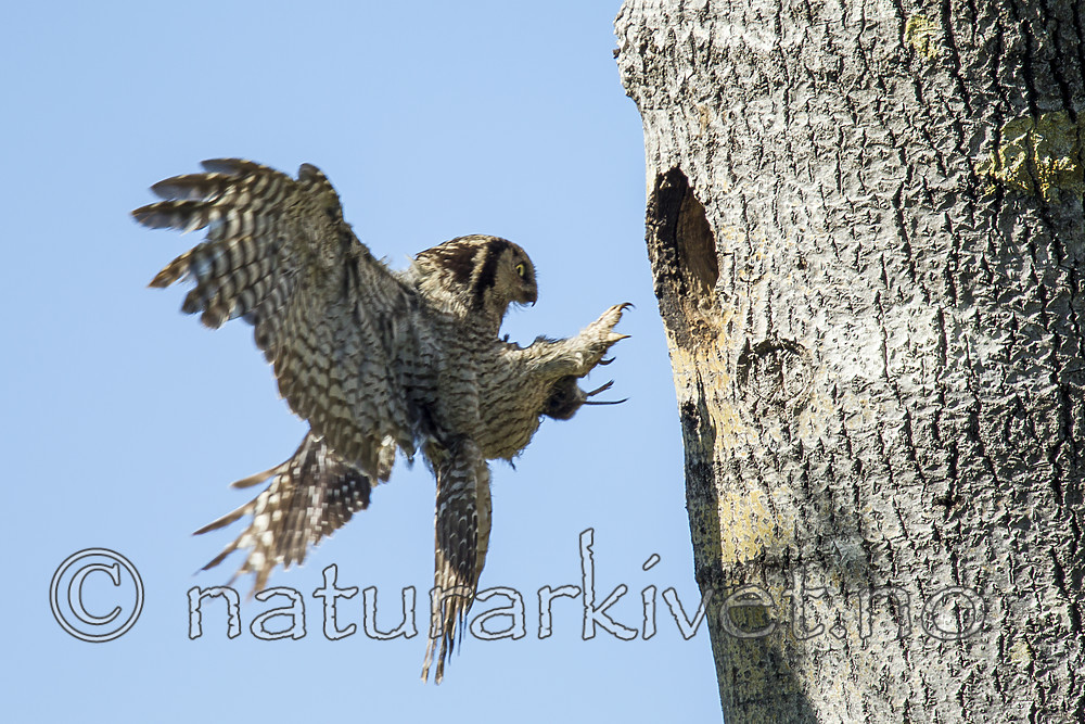 KA_130603_6777 / Surnia ulula / Haukugle