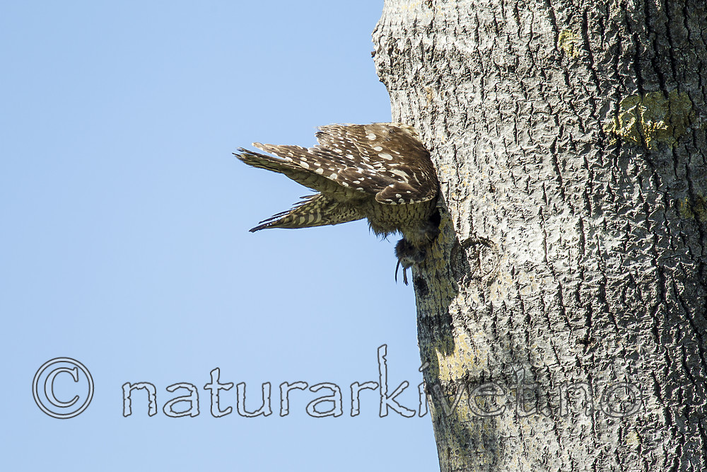 KA_130603_6781 / Surnia ulula / Haukugle