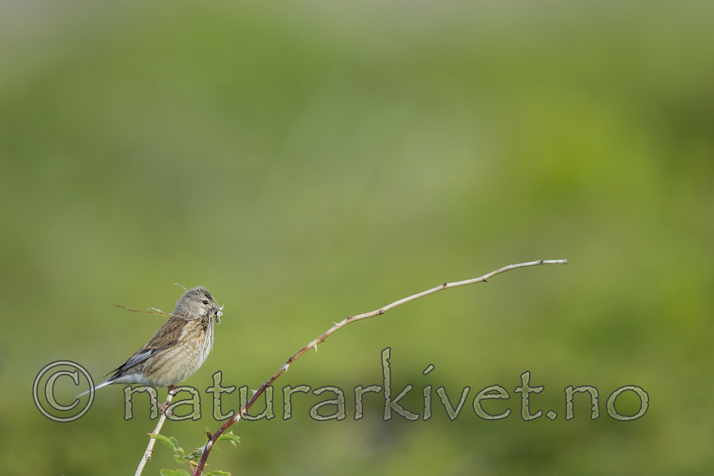 KA_130609_6804 / Carduelis cannabina / Tornirisk