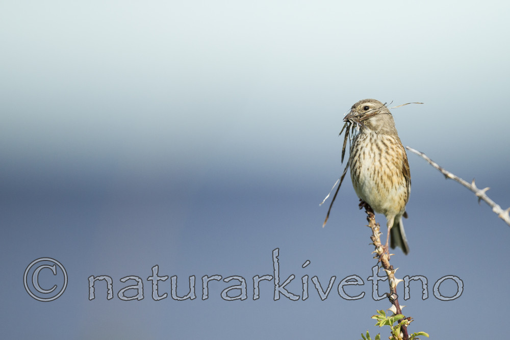 KA_130609_6806 / Carduelis cannabina / Tornirisk