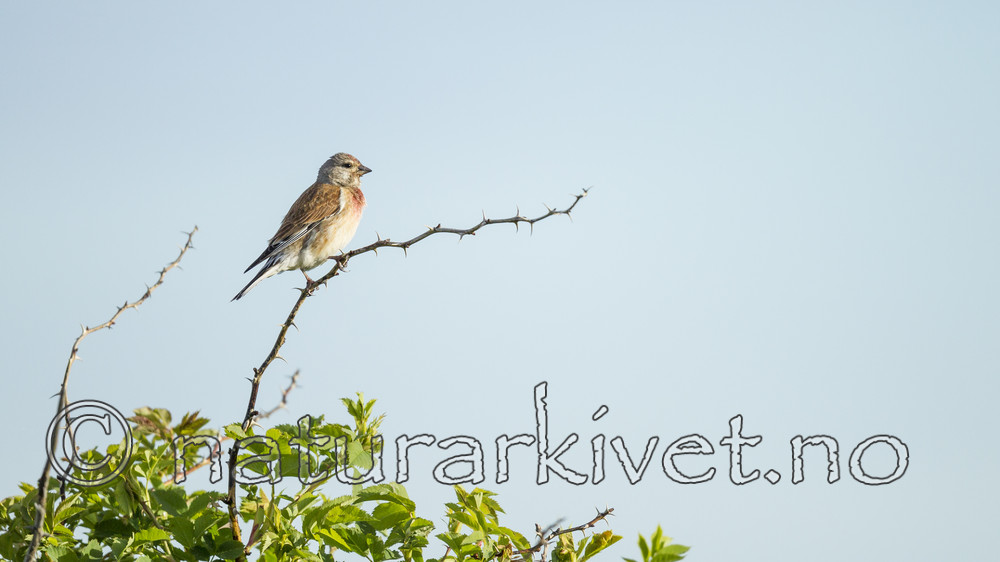 KA_130609_6808 / Carduelis cannabina / Tornirisk