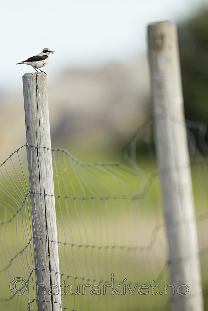 KA_130609_6812 / Oenanthe oenanthe / Steinskvett