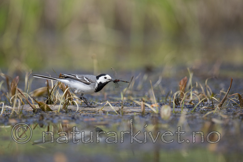 KA_130610_6840 / Motacilla alba / Linerle