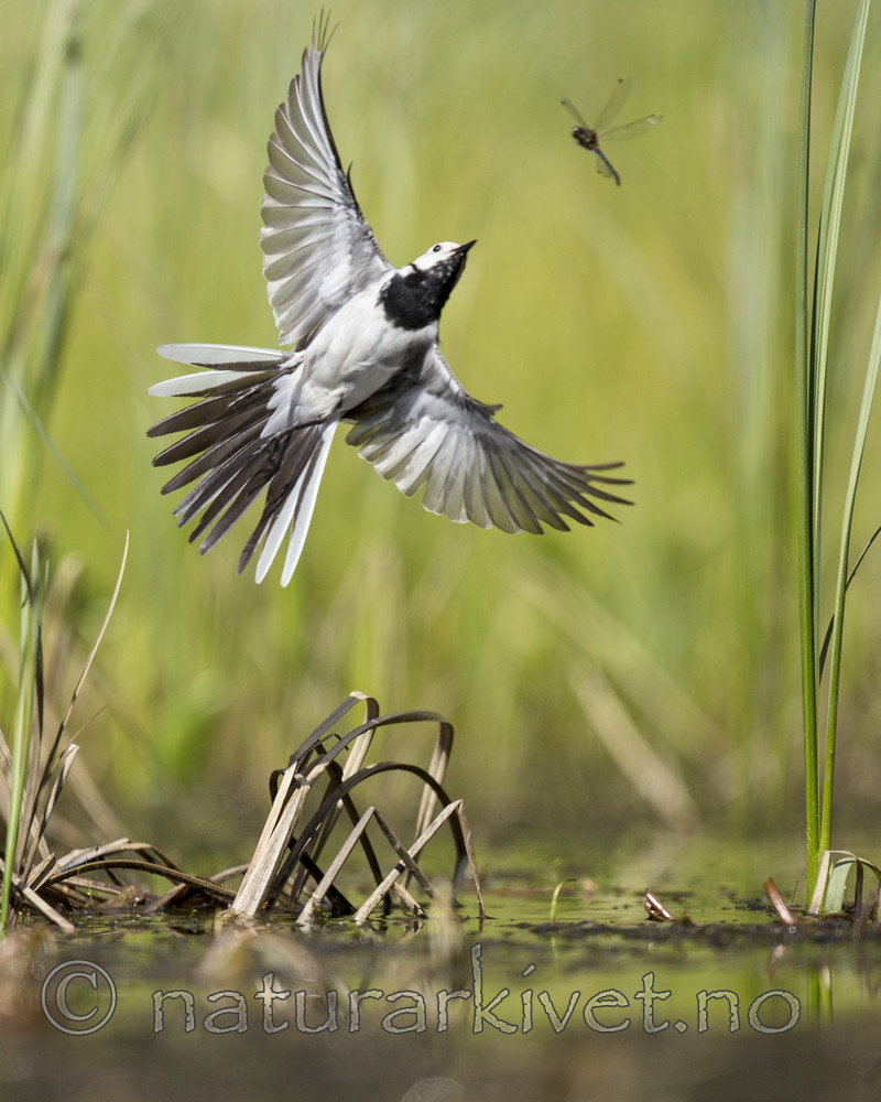 KA_130610_6842 / Motacilla alba / Linerle