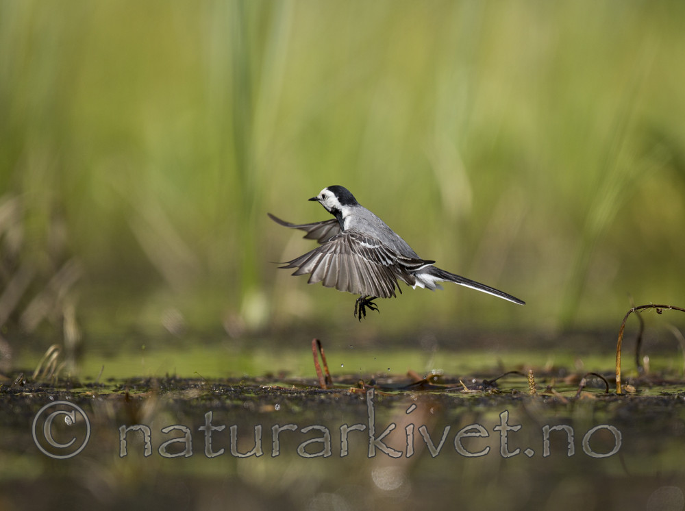 KA_130610_6844 / Motacilla alba / Linerle