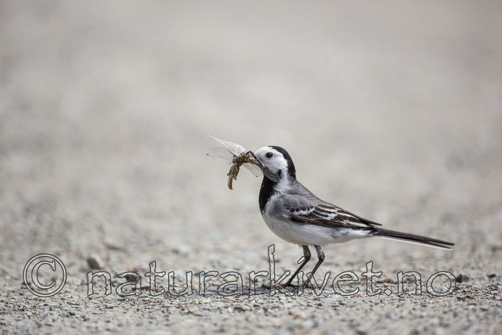 KA_130610_6847 / Motacilla alba / Linerle