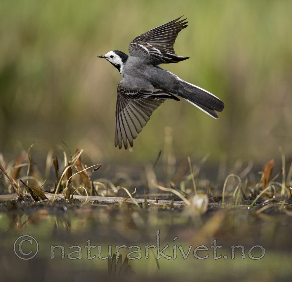 KA_130610_6848 / Motacilla alba / Linerle